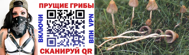 mega ссылки  Боровск  Галлюциногенные грибы прущие грибы  закладка 